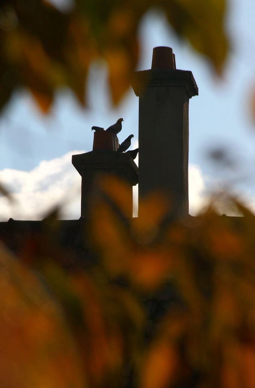 Les pigeons et la chemine