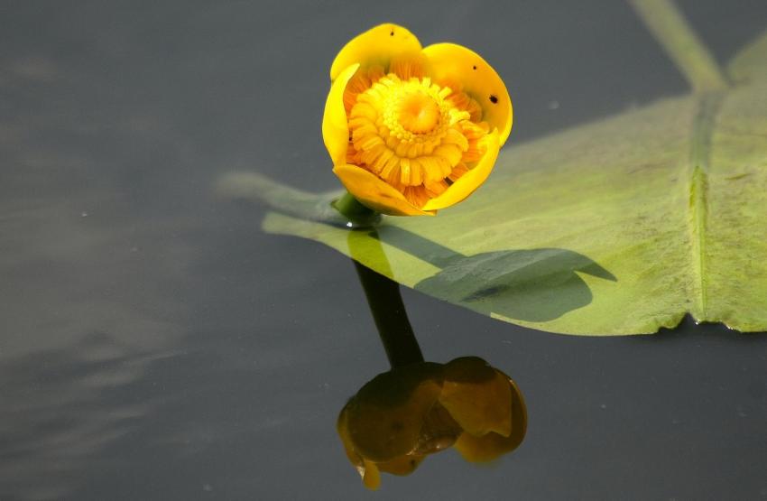 Sur le canal du Rhne au Rhin (2)