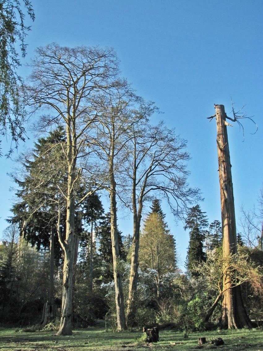 Stanley Park Vancouver