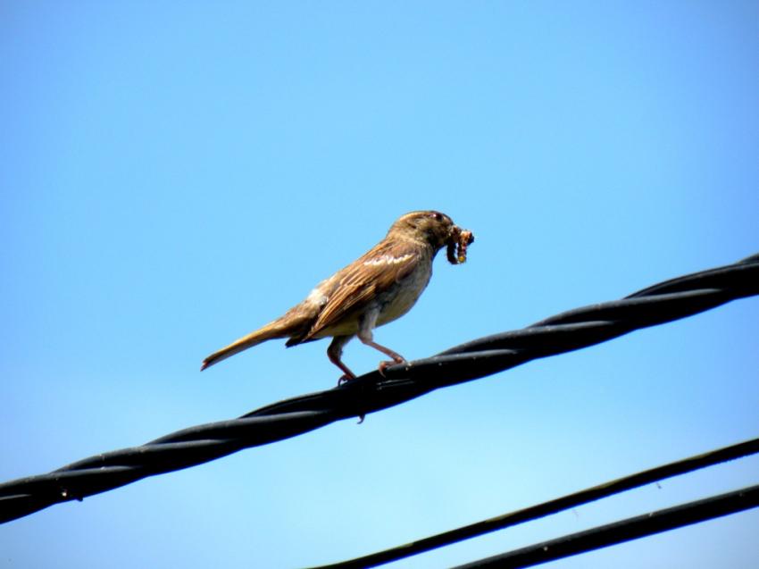 moineau avec chenille
