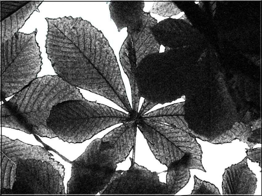 Feuilles de chtaignier