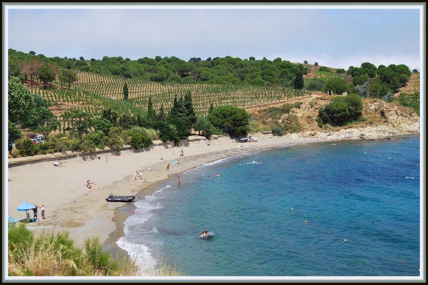 Banyuls (66) Une plage