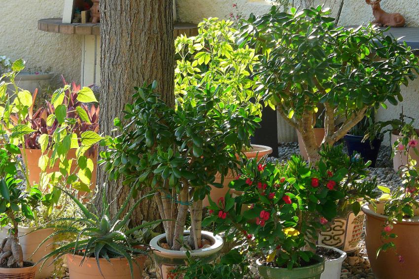 Auprs de notre arbre