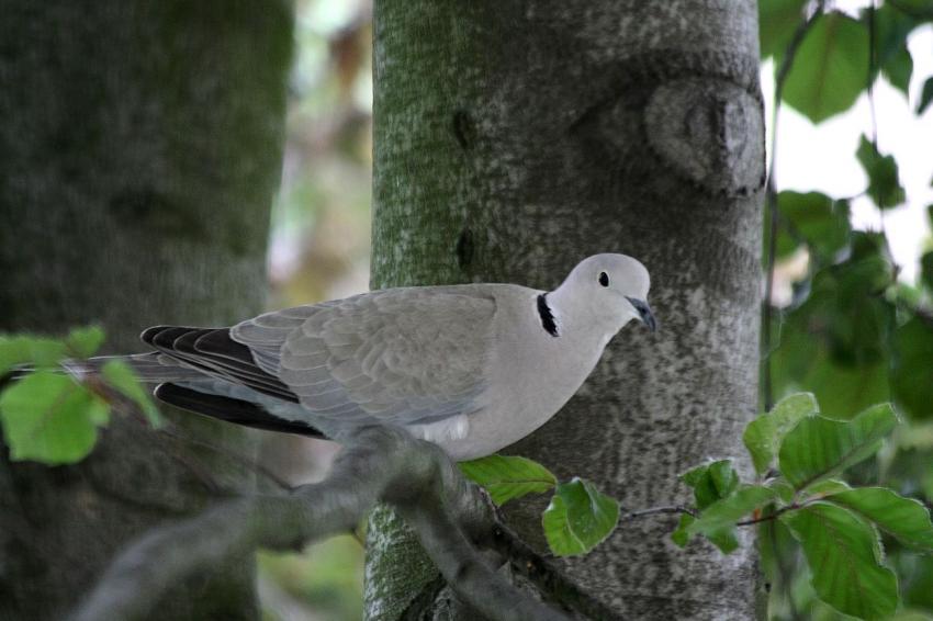 Des oiseaux pour mon bien-