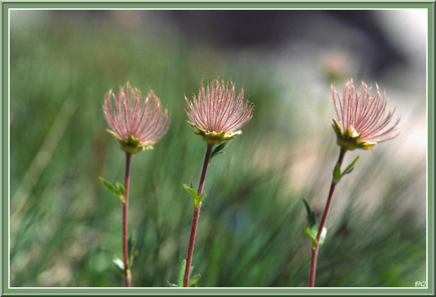 Benote des montagnes.