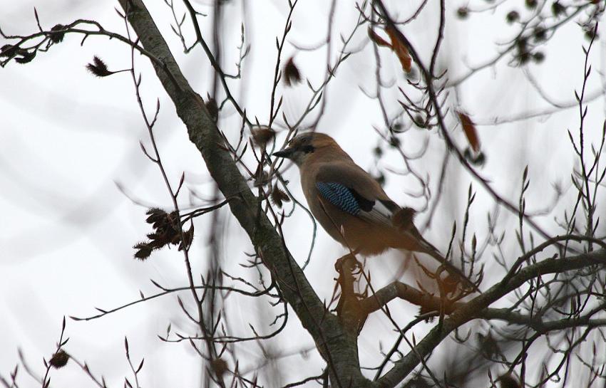 Des oiseaux pour mon bien-''htre'' (21)