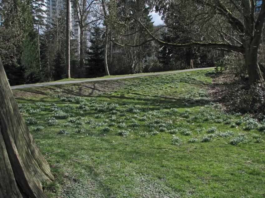 Des perces-neige dans le parc
