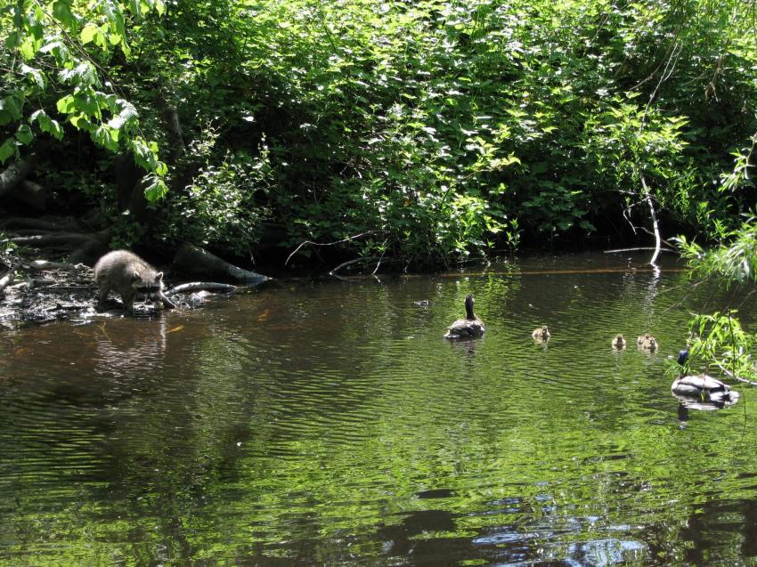 Raton laveur chercheant des crabes