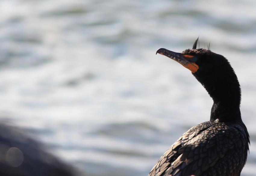 Cormorant  aigrettes.