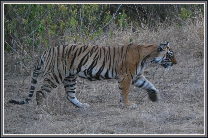 Safari  Manwar - Rajasthan