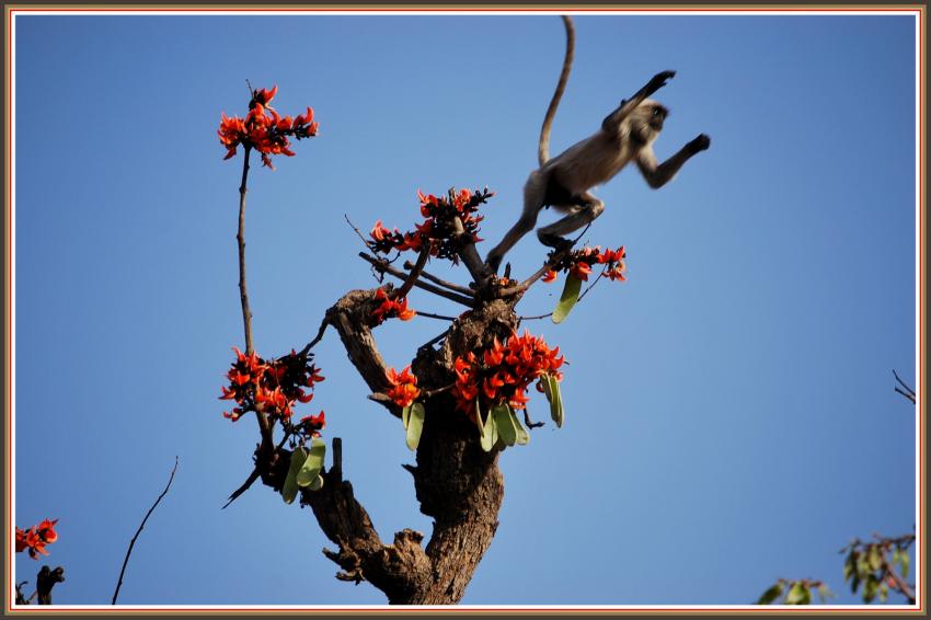 Safari dans le Rajasthan