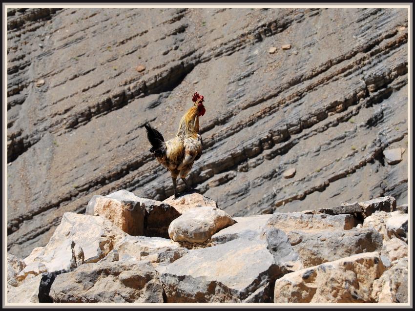 Maroc - Cocorico  Oussikis