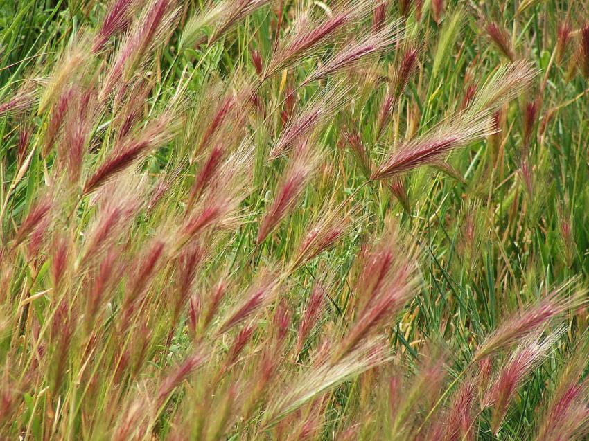 Des gramines dans le vent.