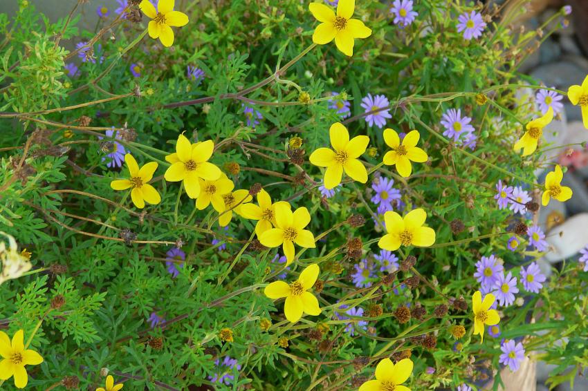 Bidens et brachycome
