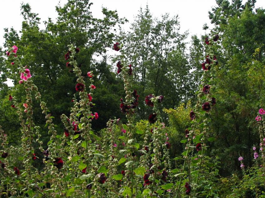 Roses trmires gantes