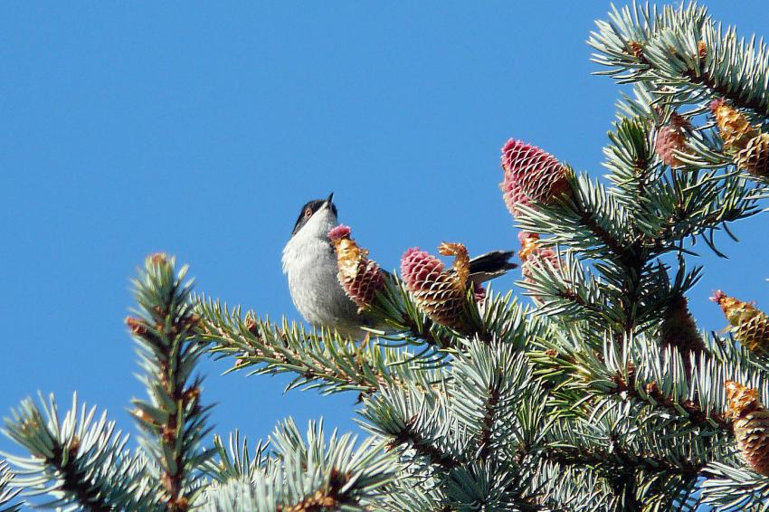 Une fauvette mlanocphale