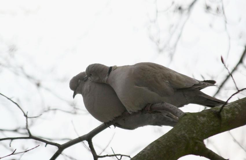 Des oiseaux pour mon bien-''htre'' ! (8)