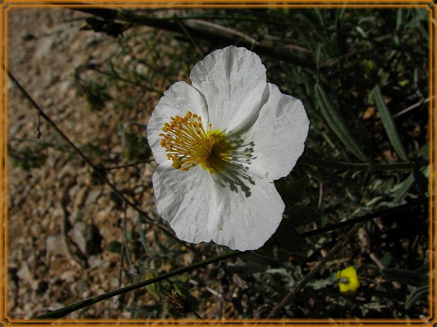 Hlianthme des Apenins 