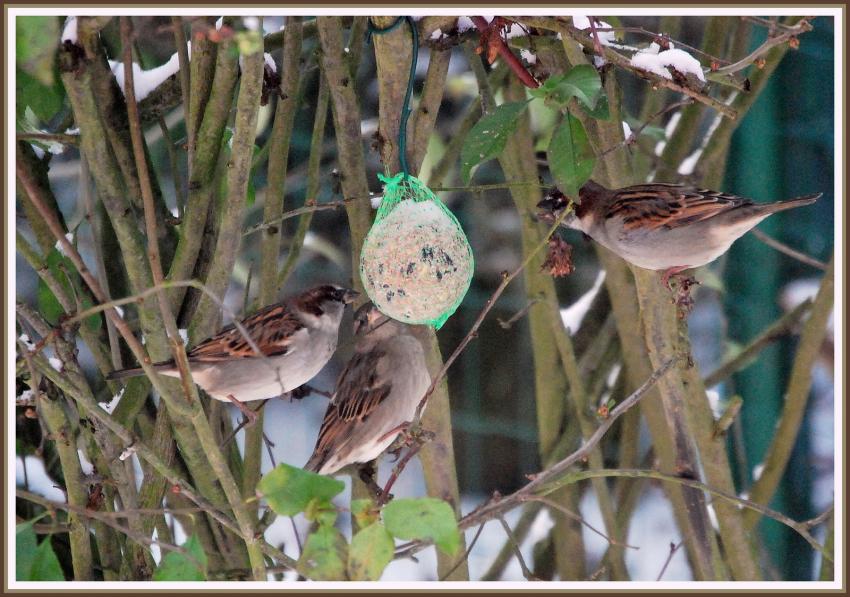 Le repas des moineaux