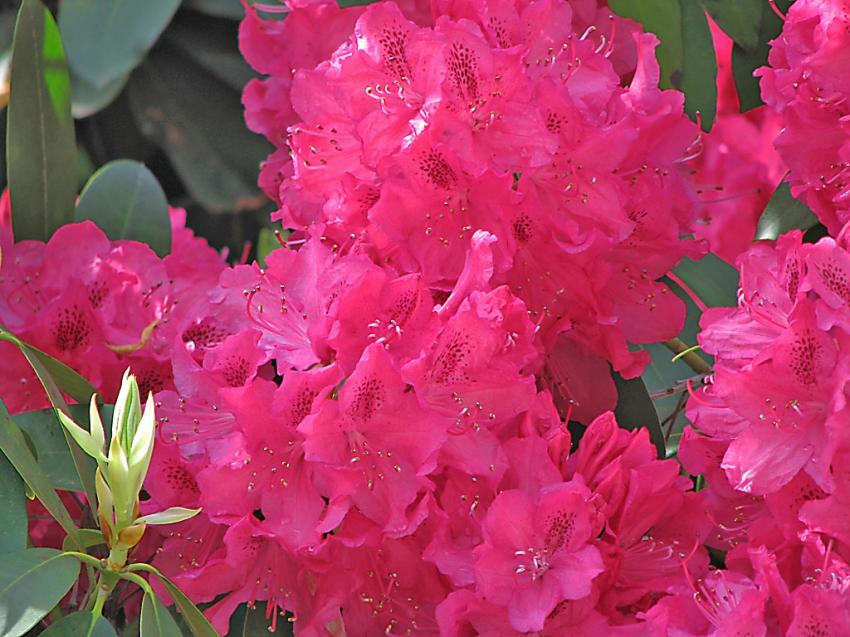 Rhododendrons a Stanley Park Vancouver