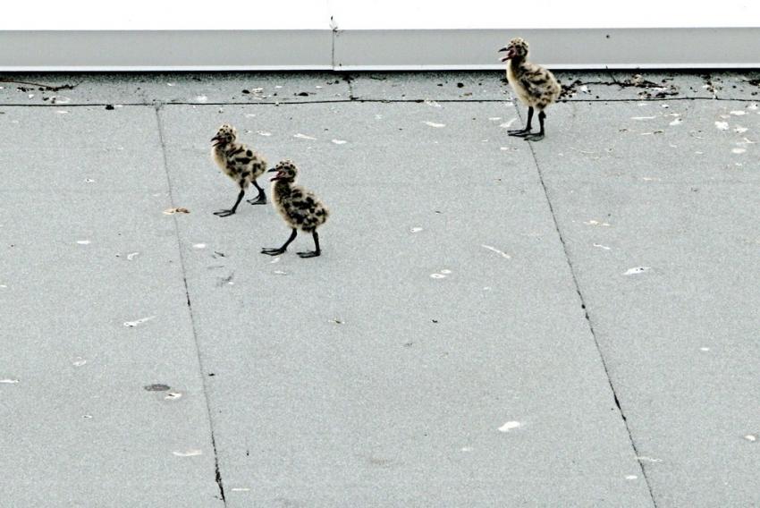 Goland et ses 3 petits