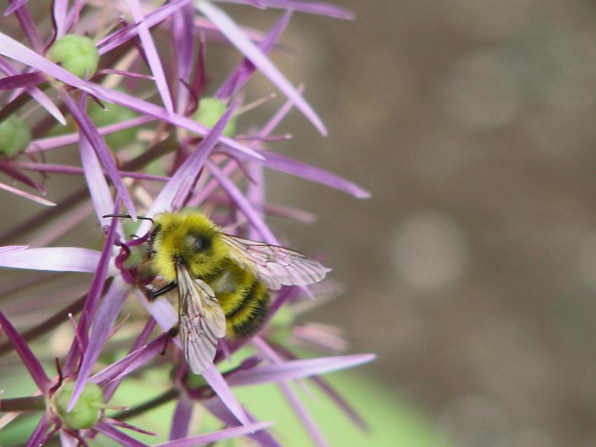 Abeille sur une toile de Perse