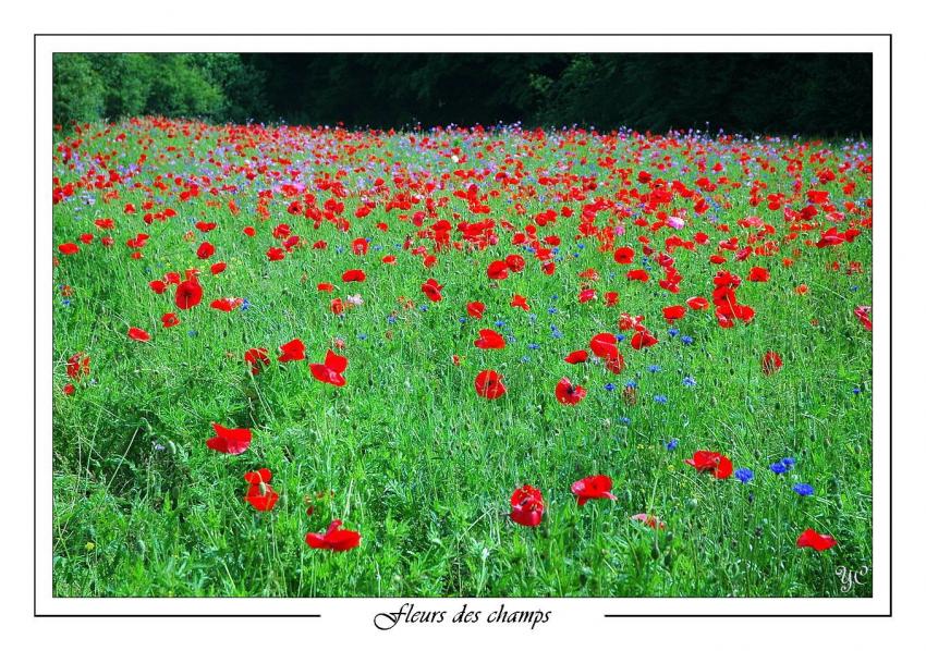 Fleurs des champs