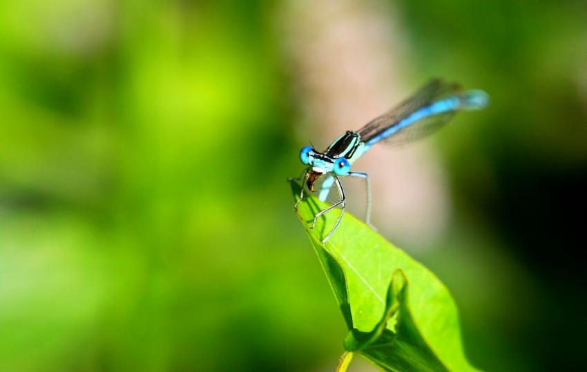 Que cest bon de croquer a !