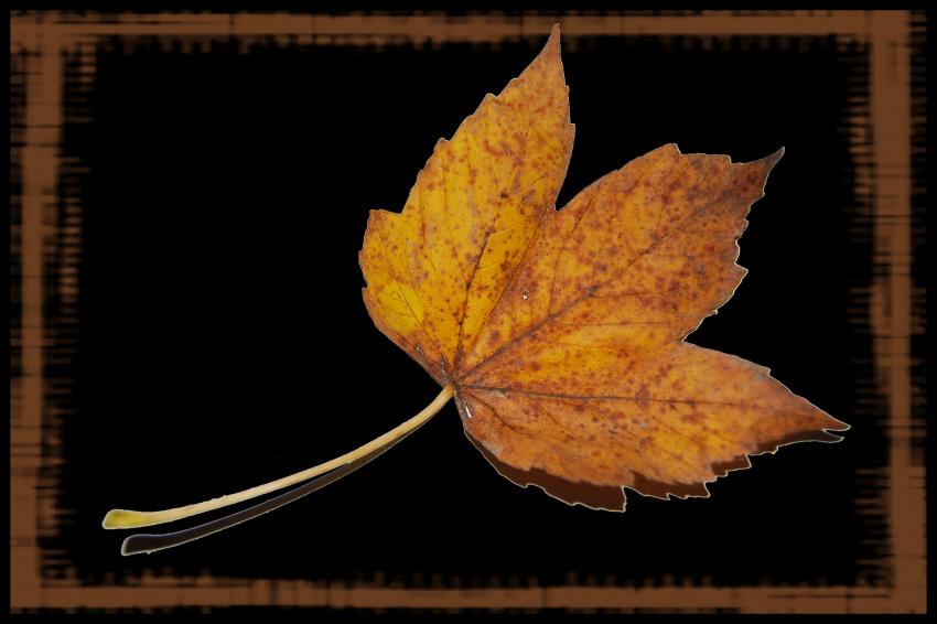 Feuille d'automne