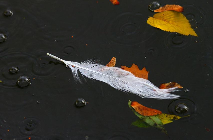 Pluie sur la plume
