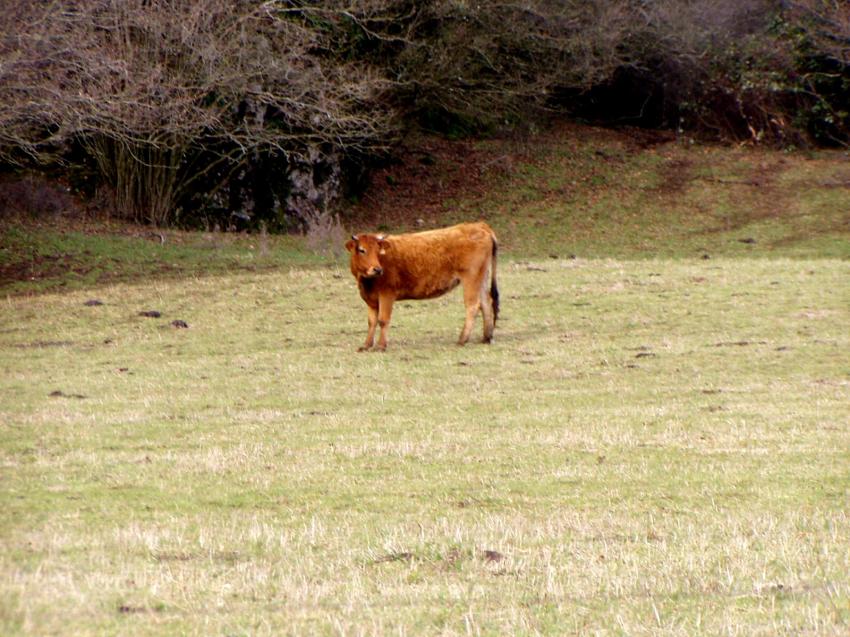 une belle vache dans sont champ