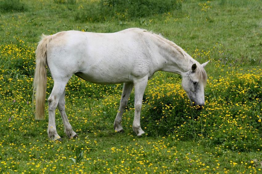 Elles sont bonnes, ces fleurs
