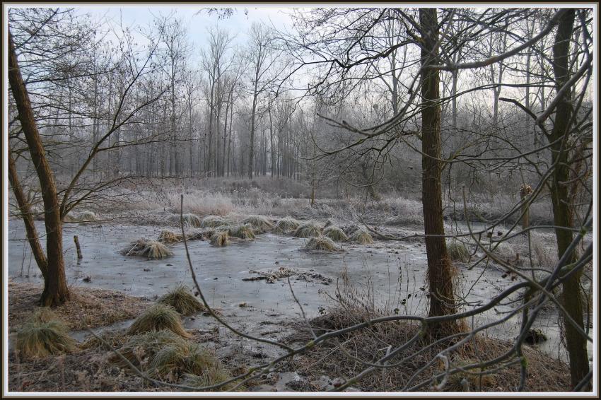 Marais d'Isle  St-Quentin (02)
