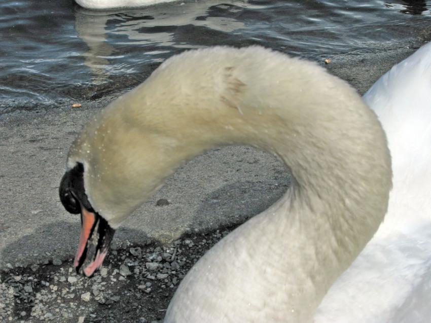 Cygne du Lost Lagoon