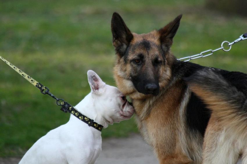 Est-ce-qu'elle est bien ta matresse ?