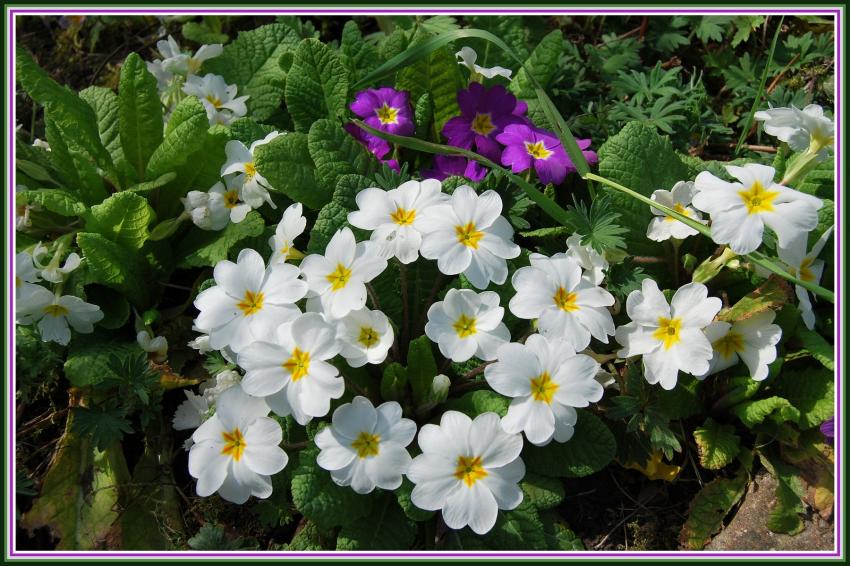 Primevres de mon jardin