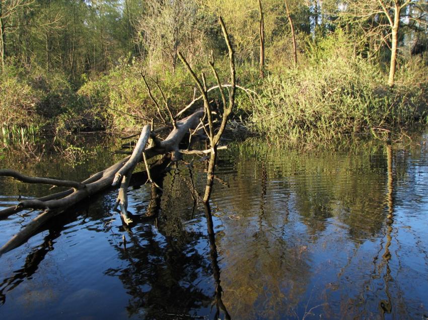 Lost Lagoon Vancouver