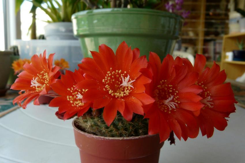 fleurs de rebutia