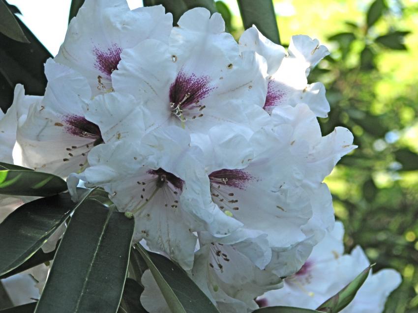 Rhodo blanc