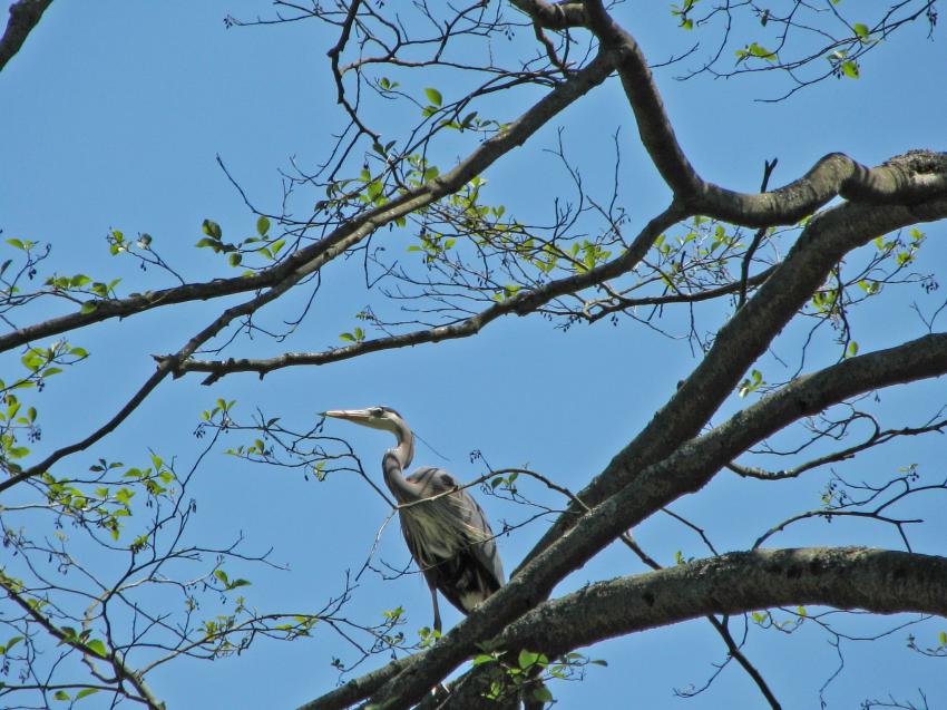Hron qui cherche des branches pour son nid