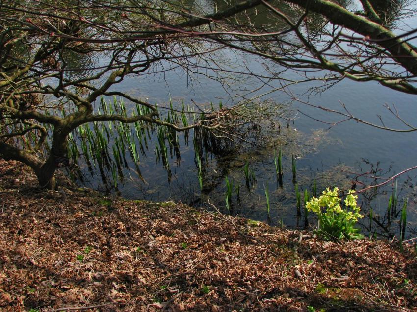 Bouquet au bord de l'tang