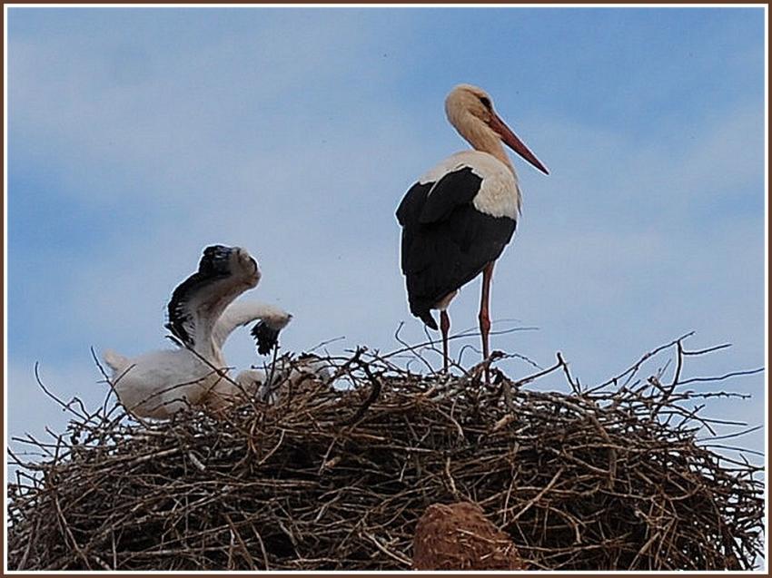 Cigognes  At-Benhaddou (Maroc)