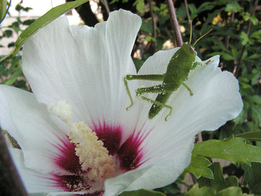 Un criquet poudr et repu