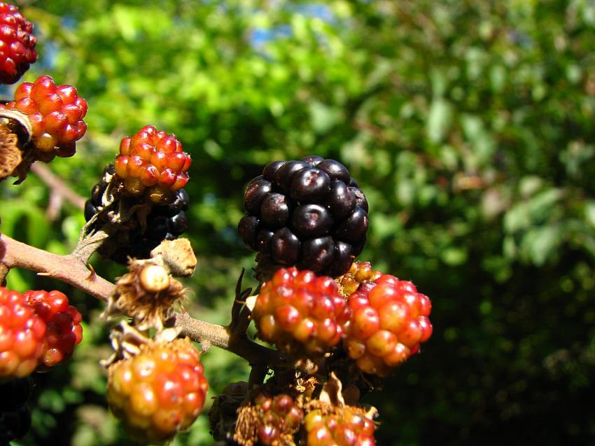 les dernires mures...