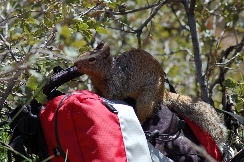 A l'assaut des gteaux..
