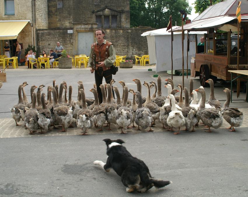Aprs les canards,pourquoi pas des oies.