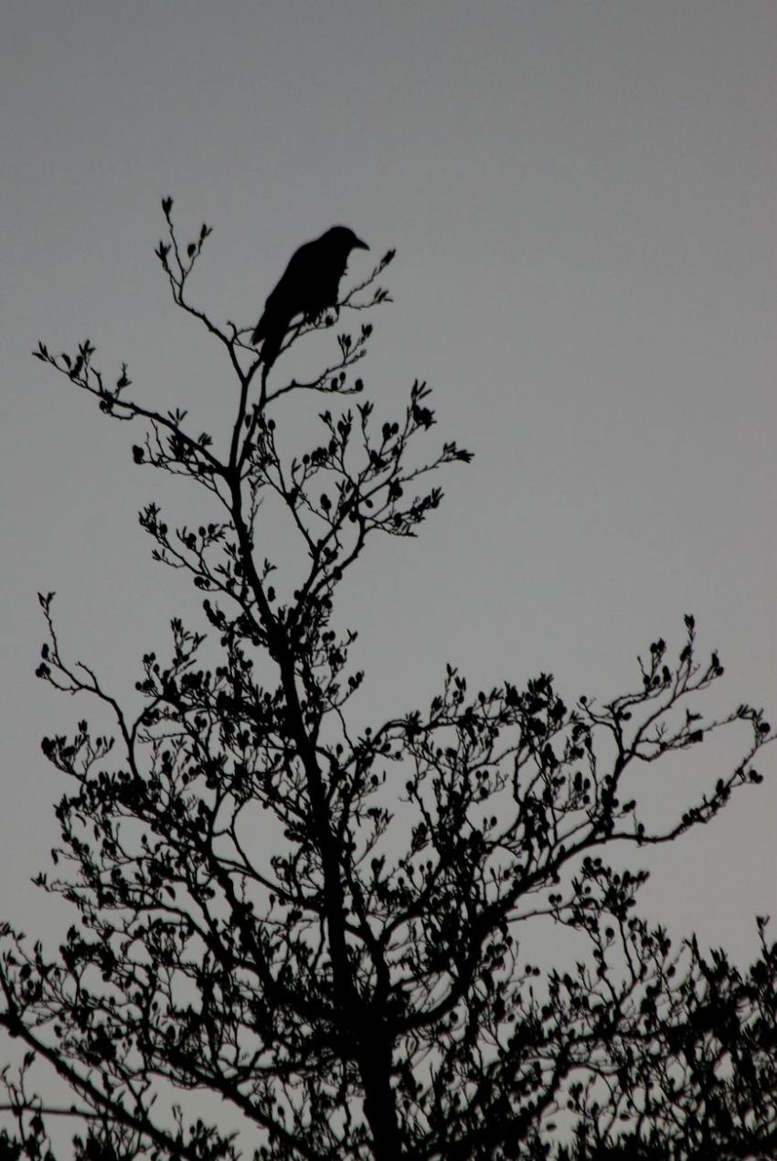 Corneille solitaire