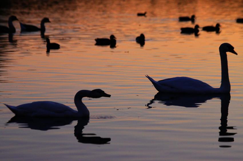 Fais-moi un cygne...