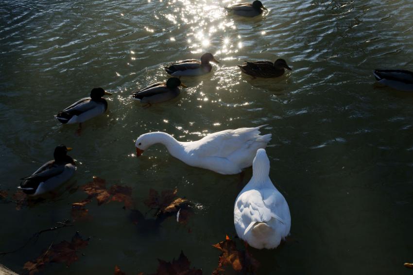 Canal du Midi en hiver.