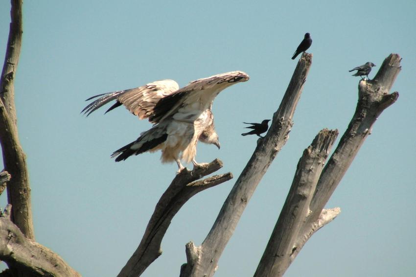 Vautour et sansonnets